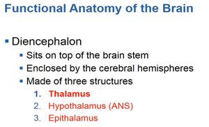 Summary of diencephalon structures