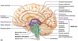 Sagittal section of the brain showing diencephalon structures