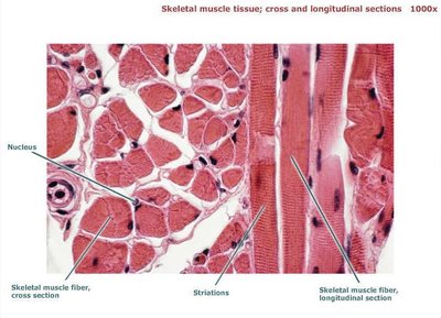 Skeletal muscle tissue, longitudinal section, labeled