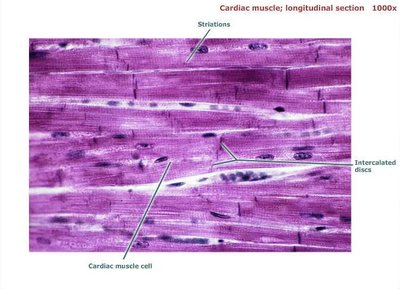 Cardiac muscle tissue, longitudinal section, labeled