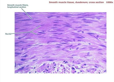 Smooth muscle tissue, duodenum, cross section, labeled