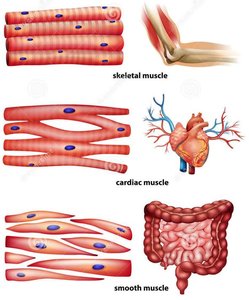 Diagram comparing skeletal, cardiac, and smooth muscle tissue