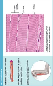 Photomicrograph of skeletal muscle tissue with labeled features