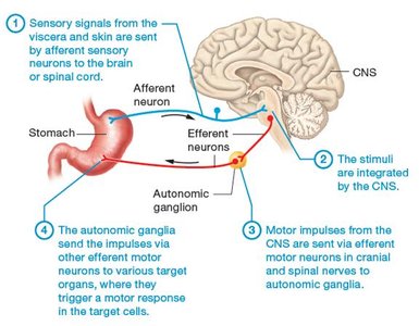 Visceral reflex arc diagram