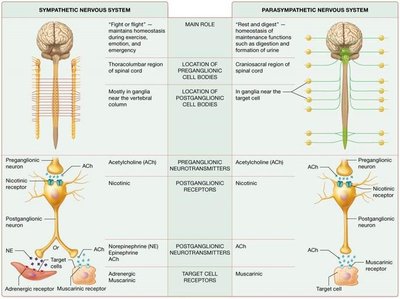 Comparison of structures and effects of the sympathetic and parasympathetic nervous systems