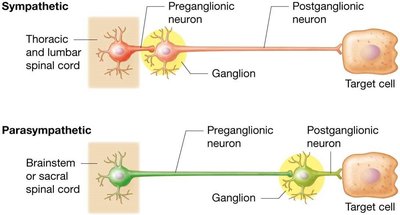 Comparison of somatic and autonomic nervous systems