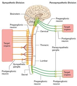 Overview of the structure of ANS divisions