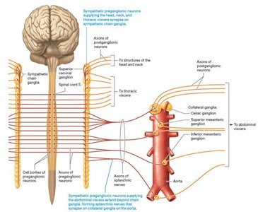 Organization of the sympathetic nervous system