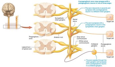 Three possible pathways of sympathetic neurons