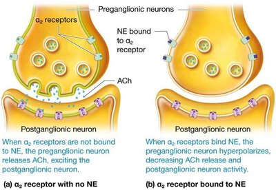 Alpha-2 receptor mechanism