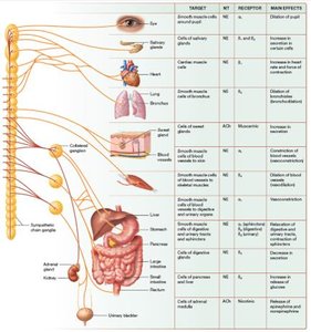Main effects of the sympathetic nervous system on target cells