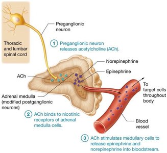Sympathetic stimulation of the adrenal medulla