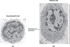 Plasma cell structure compared to unactivated B cell