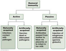 Active immunity establishes immunological memory