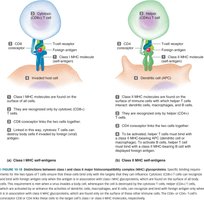 Binding requirements for T cell activation