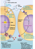 Interferon mechanism against viral infection