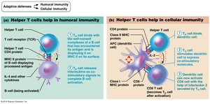 Helper T cells mobilize humoral and cellular immunity