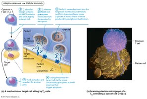 Cytotoxic T cells attacking infected and cancerous cells