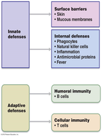Overview of innate and adaptive immune defenses