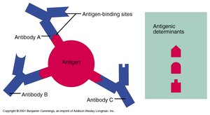 Antigenic determinants and antibody binding