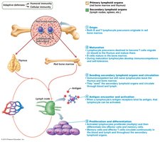 Lymphocyte development, maturation, and activation
