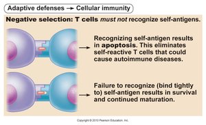 Negative selection of T cells