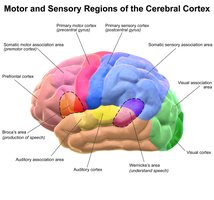 Motor and sensory regions of the cerebral cortex