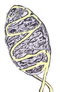Pacinian corpuscle structure