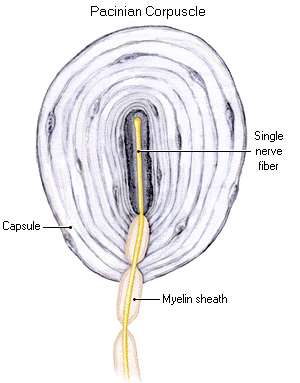 Free nerve endings