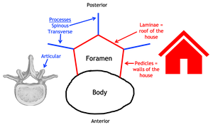 Diagram comparing vertebra structure to a house