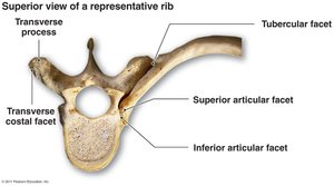 Superior view of a representative rib and thoracic vertebra