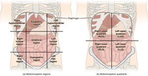 Abdominal regions and quadrants