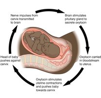 Positive feedback loop in labor contractions