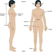 Anatomical position and directional terms