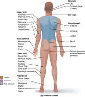 Posterior body regions