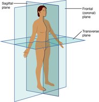 Body sections along anatomical planes
