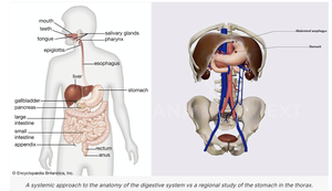 Systemic vs Regional anatomy of the digestive system