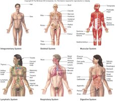 Overview of organ systems