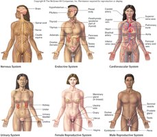 Overview of organ systems