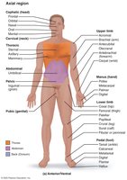 Anatomical position and regional terms (anterior)
