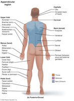 Anatomical position and regional terms (posterior)
