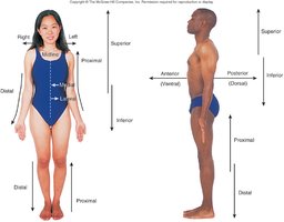 Orientation and directional terms table