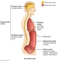 Dorsal and ventral body cavities (lateral view)