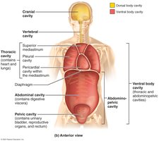 Ventral body cavity (anterior view)