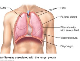 Serous cavities and membranes: pleura