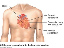 Serous cavities and membranes: pericardium