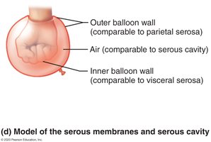 Model of serous membranes and serous cavity