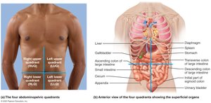 Abdominal quadrants