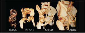 Developmental anatomy: Fetus to Adult
