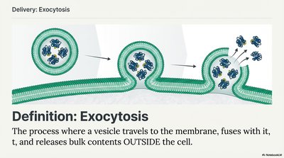 Exocytosis process